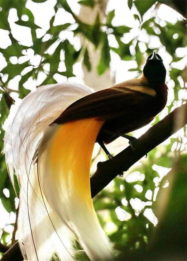 天上飛來極樂鳥