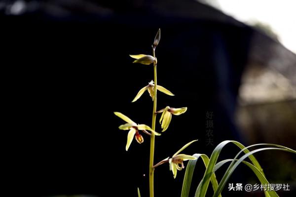 蘭花春化的技巧，謹防花苞在冬眠期復甦，新手蘭友想做卻不敢做