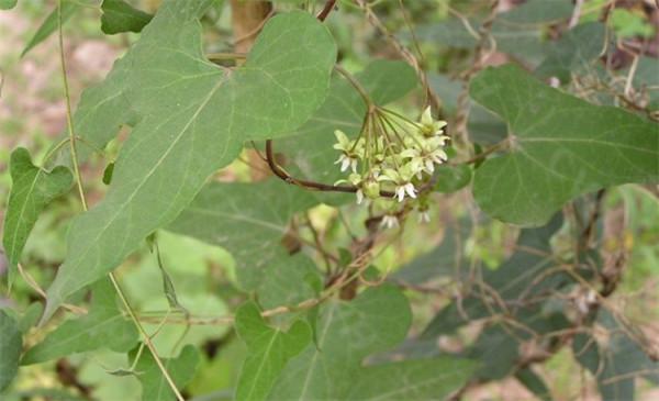 石縫裡一種“白人參”,路過不留意當雜草,少有人知具體珍貴价值 石縫裡一種“白人參”,路過不留意當雜草,少有人知具體珍貴价值