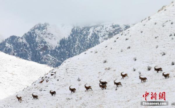 新疆博州：成群北山羊雪中覓食嬉戲