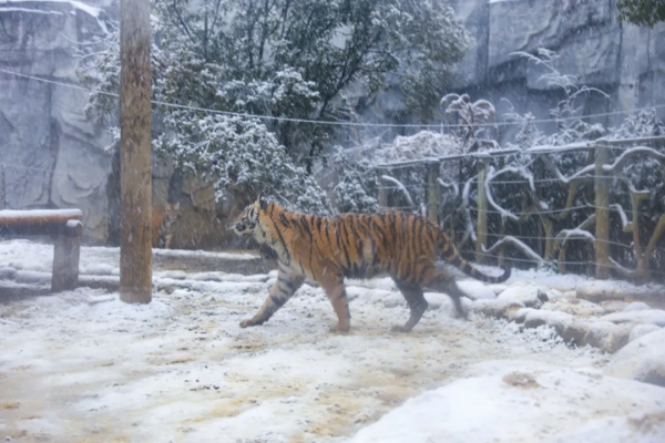 新年遇瑞雪，動物園的寶寶們樂瘋啦