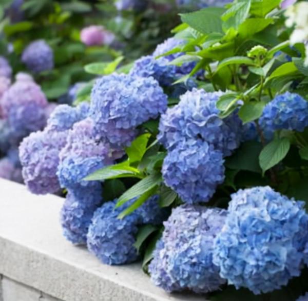 常見的繡球花有4個品種，開花時間各不相同，要選對時間“促花”