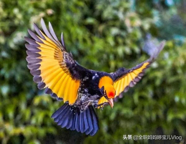 分享——35種罕見的鳥類