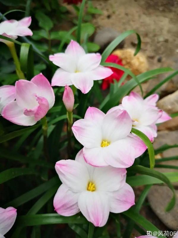 30℃高溫，“胖麗麗”丟院子裡，照樣開不停，真堅強