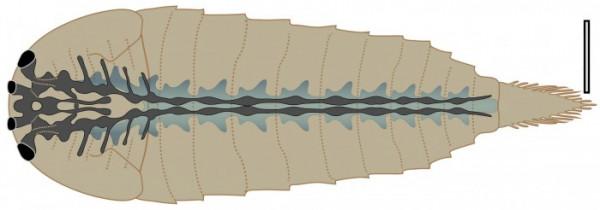 儲存完好的化石揭示了5億年前節肢動物祖先的大腦