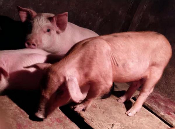 豬打噴嚏是什麼原因？引起豬打噴嚏有哪些原因？都總結在這了