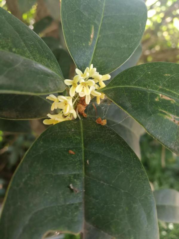 馨雅齋民間故事（笑話）：清和橋