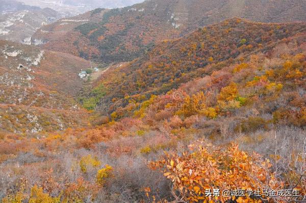 秋冬補肺，近代中醫大家的一張方子，把健康還給肺