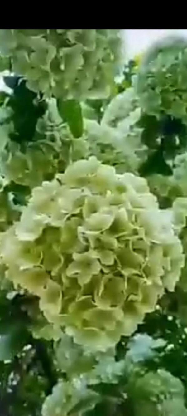 能不能想辦法到了冬天也讓北方植物充滿生機？