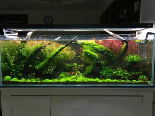 新手如何入門水族系列之五燈具的選擇 新手如何入門水族系列之五燈具的選擇