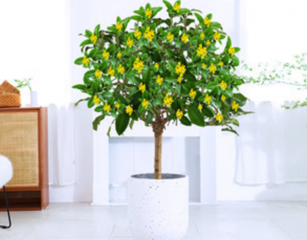 2種&OpenCurlyDoubleQuote;便宜&rdquo;花，過年放在陽臺上，越養價值越高，寓意大吉