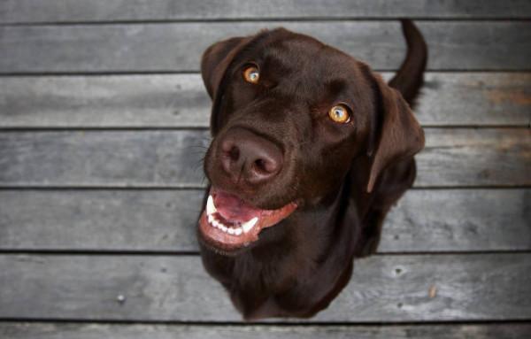 狗狗來到新家,你要知道的3-3-3規則是什麼? 狗狗來到新家,你要知道的3-3-3規則是什麼?