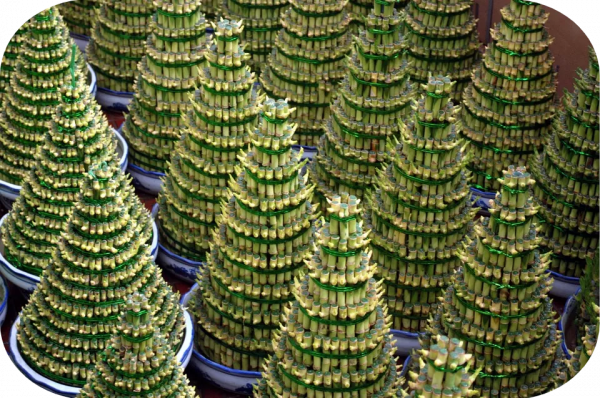 2塊錢，奪走了我家貓的命