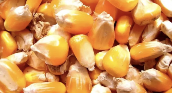 玉米減產價格會漲嗎?最新收購價多少錢一斤? 玉米減產價格會漲嗎?最新收購價多少錢一斤?