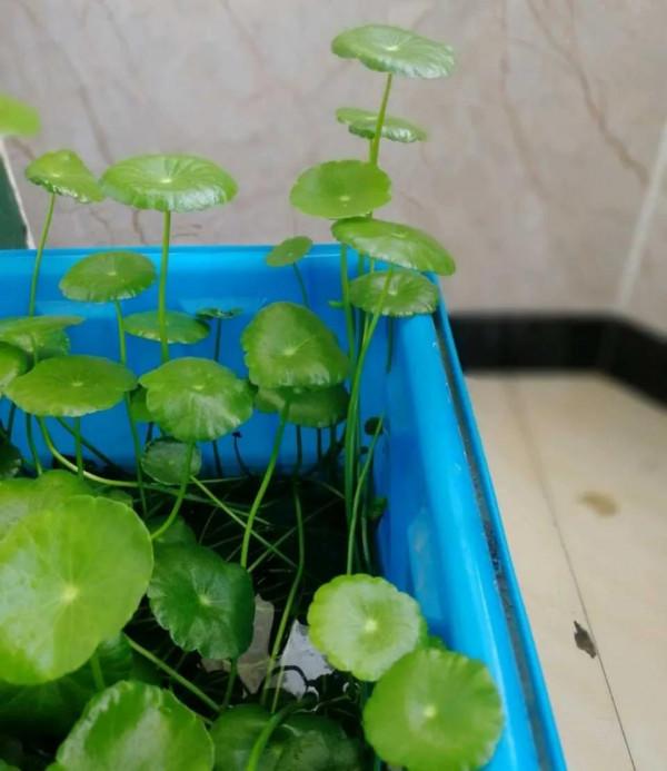 家裡的這些地方養花，放一盆死一盆，你是不是也中招了？