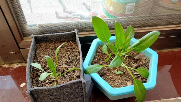 菠菜抽薹是什麼原因？如何避免