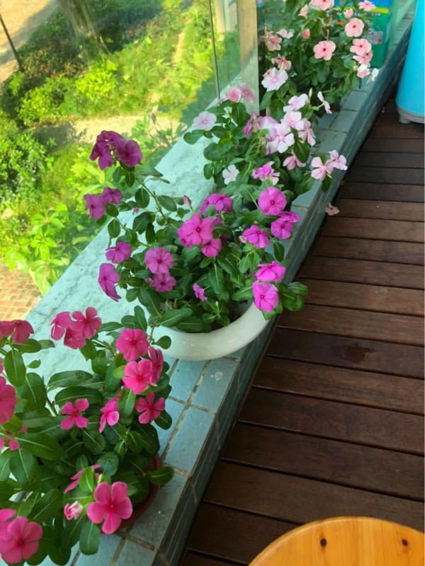 陽臺空著用不著？看一下這4種花，養好了陽臺變花園