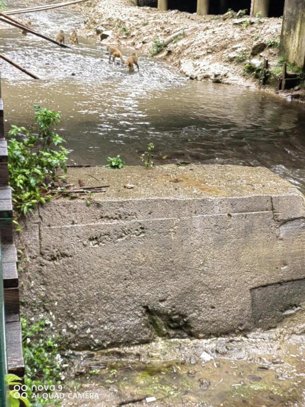 西雙版納原始森林公園原始森林…