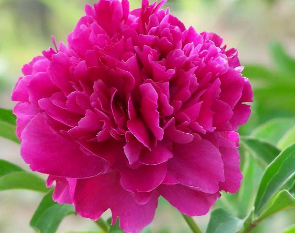 不同年齡段的女人,代表的花各不相同,看看你是哪種 不同年齡段的女人,代表的花各不相同,看看你是哪種