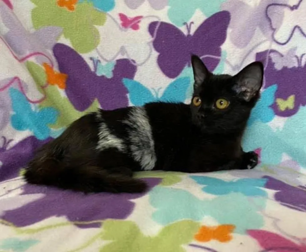 小黑貓被火燒傷，救出8周後，它實現了蛻變