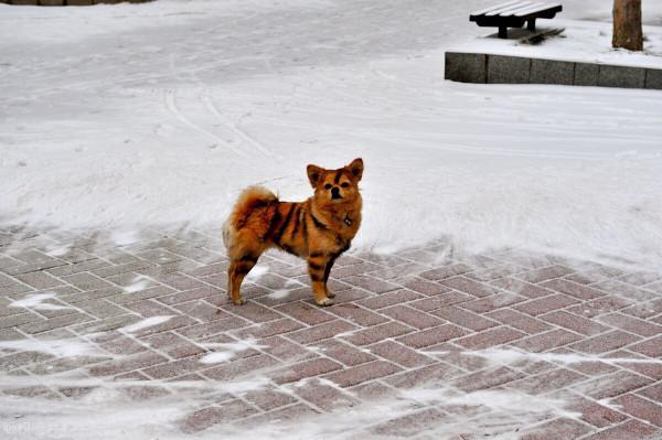 2021年入冬第一場雪,瑞雪兆豐年 2021年入冬第一場雪,瑞雪兆豐年
