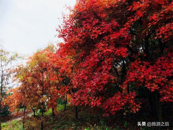 秋天是小眾旅遊地：看楓葉的好地方，人少景美