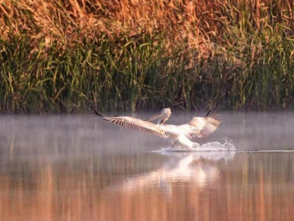 國家一級保護動物卷羽鵜鶘，飛臨潮白河通州段