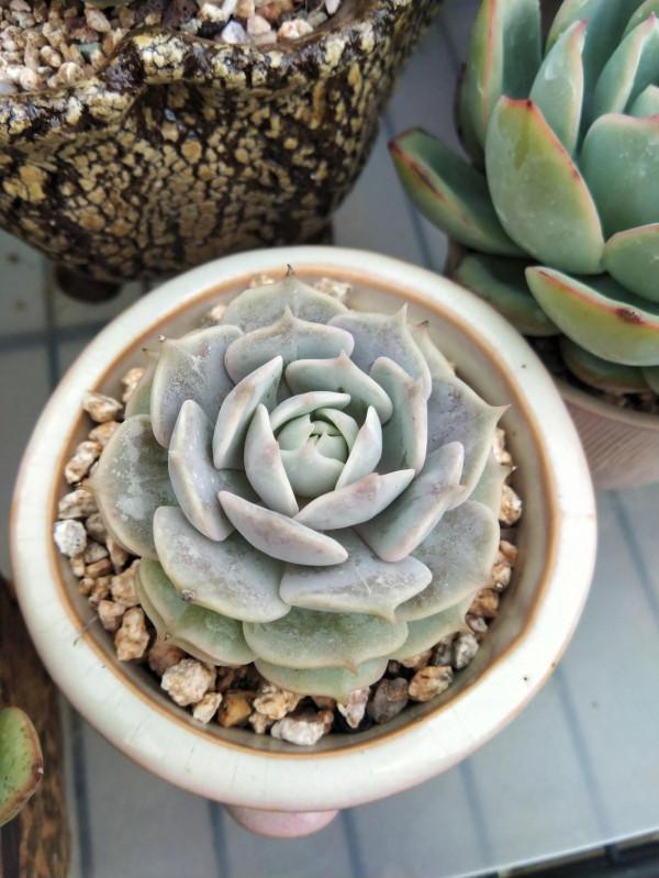 都說女大十八變,其實多肉也是,快來圍觀這些漂亮多肉以前有多醜 都說女大十八變,其實多肉也是,快來圍觀這些漂亮多肉以前有多醜