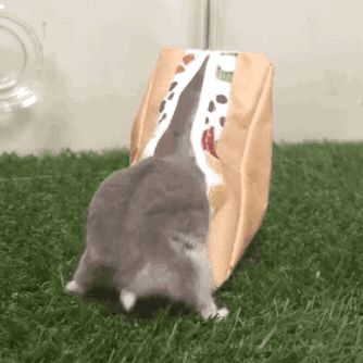 養倉鼠後，生活處處是“驚喜”…