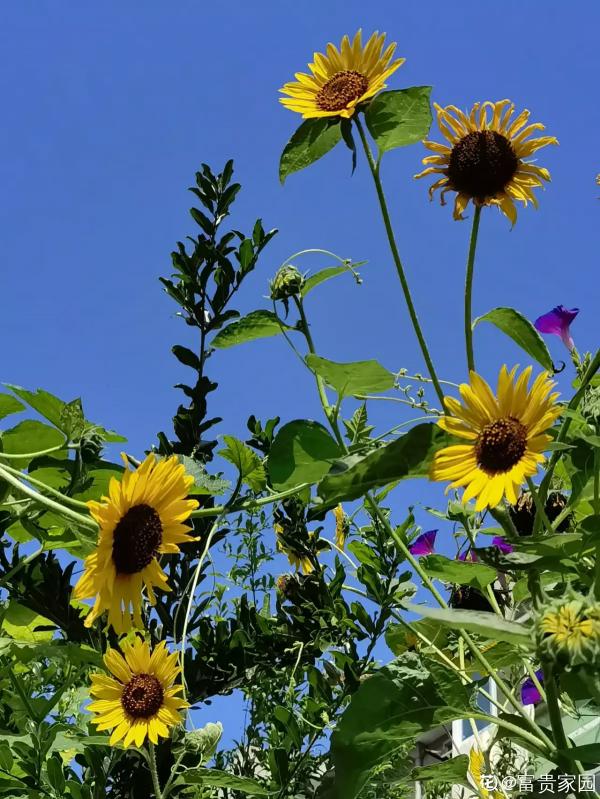 養花和性格息息相關，什麼性格喜歡什麼花，你同意嗎