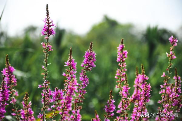 68種可食用的藥用植物，開的花好看，能吃，還養生（三）