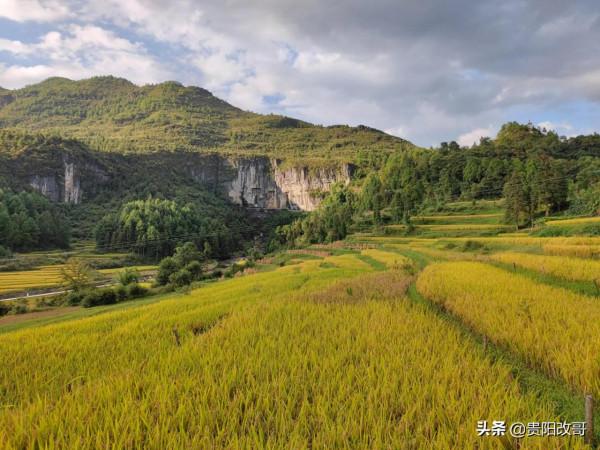 貴定臘利梯田黃了，農業觀光異常火爆