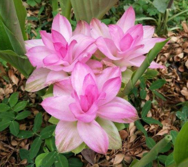 生薑也能開“荷花”？一個星期就發芽，開出比臉還大的“荷花”