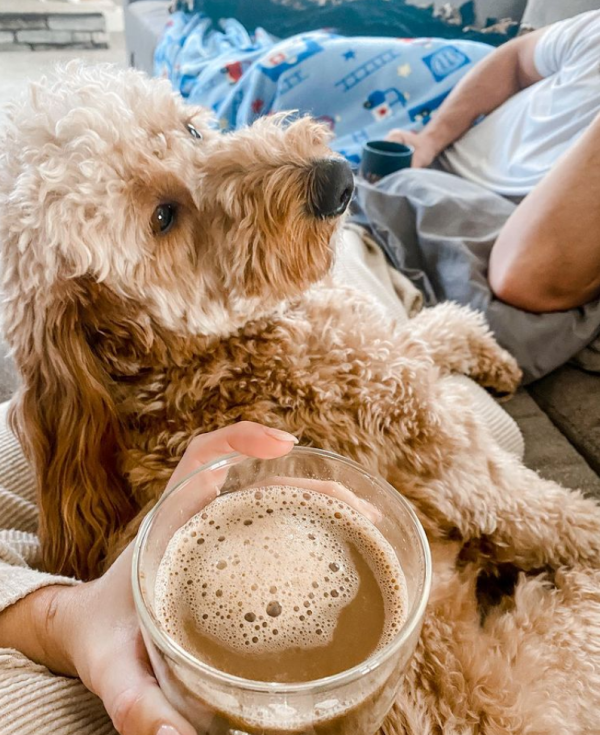 為了不讓小朋友賴床,家長想出妙招,放狗狗出馬去撒嬌賣萌叫起床 為了不讓小朋友賴床,家長想出妙招,放狗狗出馬去撒嬌賣萌叫起床