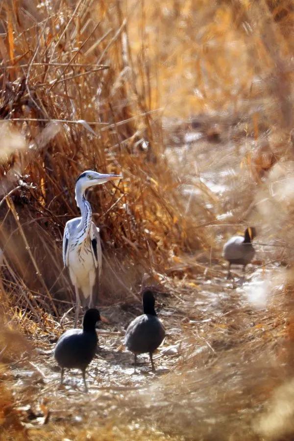 水上精靈 冬舞白沙河