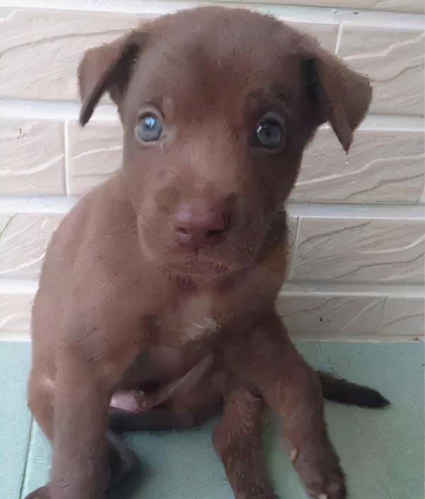 主人曬出家裡狗狗小時候和現在的對比照，全網被萌哭