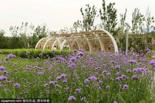 唯美浪漫!紫色馬鞭草盛放,北京這些人少景美的免費公園,你不一定都去過 唯美浪漫!紫色馬鞭草盛放,北京這些人少景美的免費公園,你不一定都去過