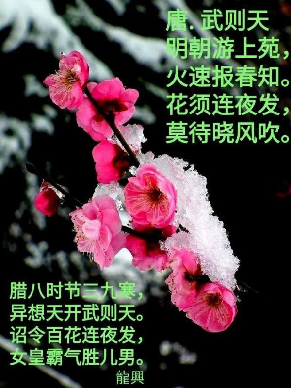 千年前臘八節武則天曾詔令百花開