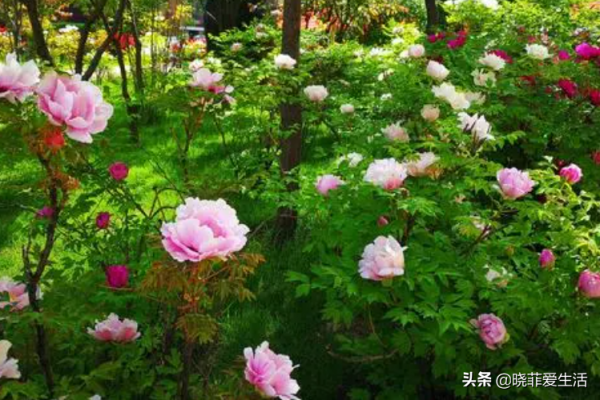 寧可食無肉，不可庭無花！有院子建議栽5種花，花開富貴，旺家宅