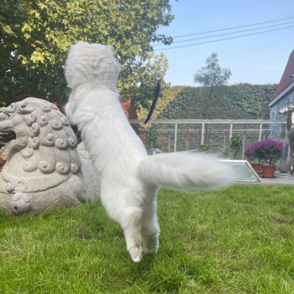 聽說我是一隻狗？