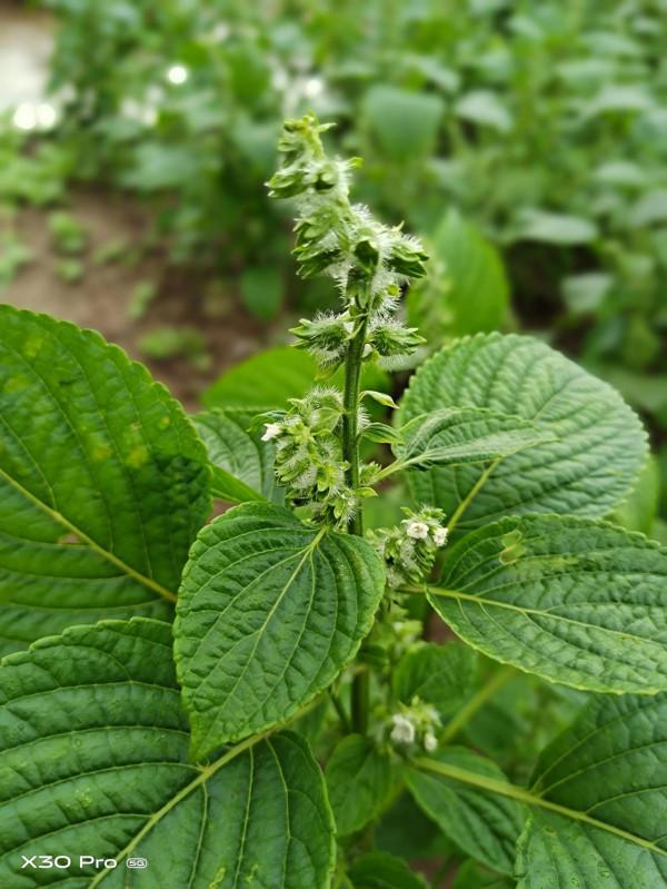 維沃x系列拍照還是不錯的 維沃x系列拍照還是不錯的