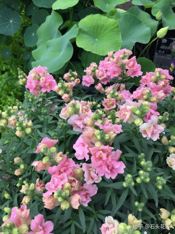 4種花美到“毫無抵抗力”，陽臺養1盆，1次能開幾十朵