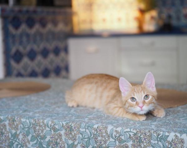 有沒有一句詩詞,寫出了你嚮往的生活? 有沒有一句詩詞,寫出了你嚮往的生活?