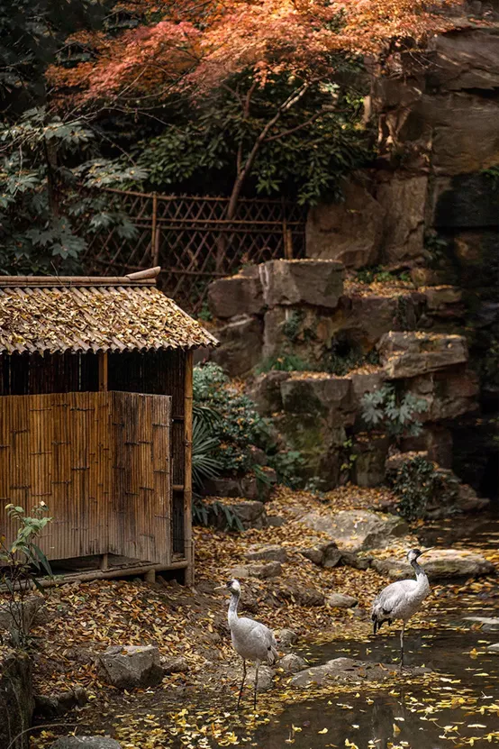 明德肆 | 物候，屬於中國人的四季