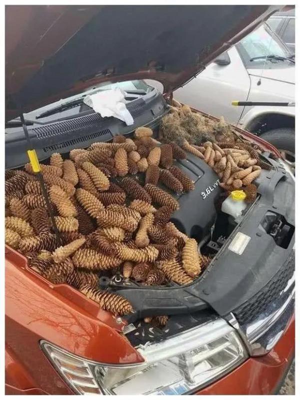 冬天還怎麼過!松鼠辛苦攢的140斤核桃全沒了,食物為何藏車裡? 冬天還怎麼過!松鼠辛苦攢的140斤核桃全沒了,食物為何藏車裡?