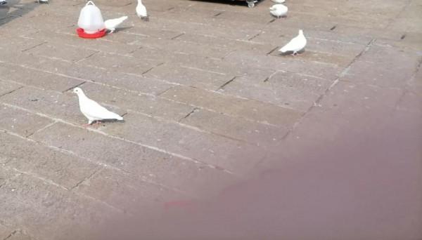 聊齋故事三篇：《柳縣令撞鬼》《老鴰報恩》《老乞丐與豺狼》