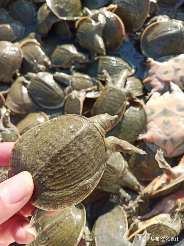 京山養鱉第一人楊維超的故事 京山養鱉第一人楊維超的故事