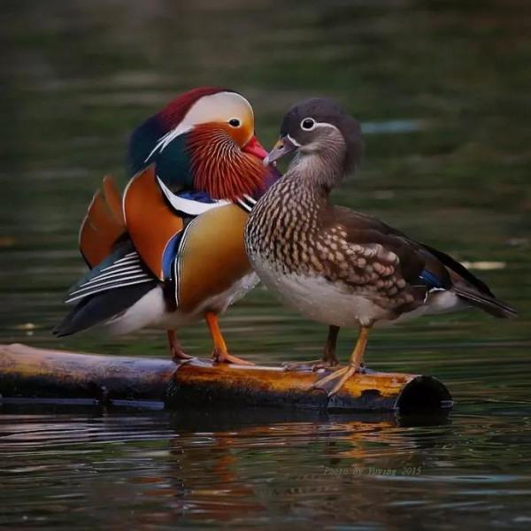 鴛鴦鳥精美圖片