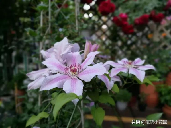 這樣的小院就是我夢想中的花園