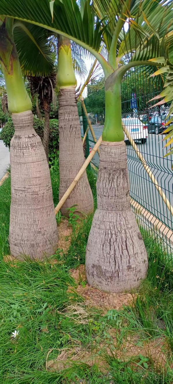 《嶺南植物園/酒瓶椰》 《嶺南植物園/酒瓶椰》